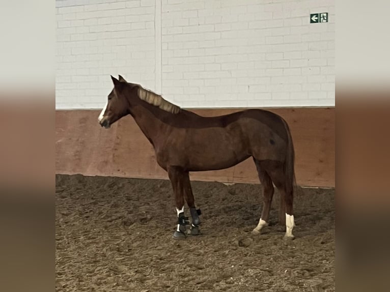 Deutsches Reitpony Stute 9 Jahre 147 cm Fuchs in Eschweiler