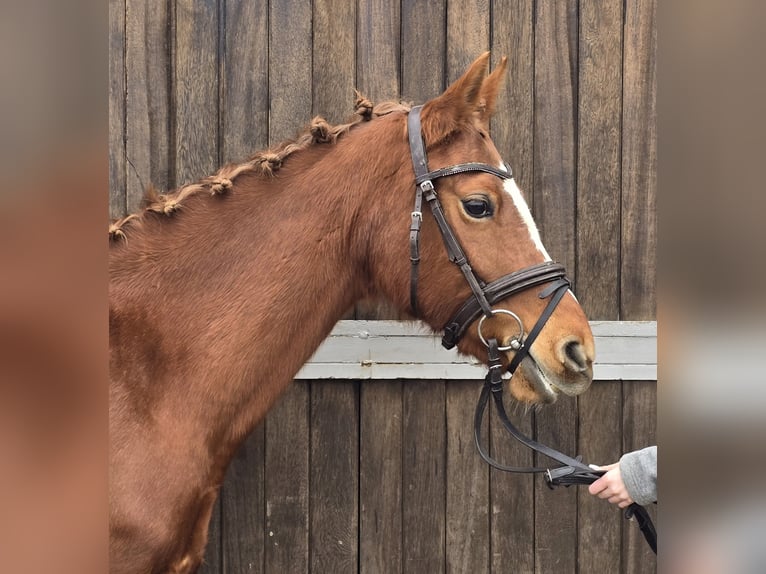 Deutsches Reitpony Stute 9 Jahre 147 cm Fuchs in Mülheim an der Ruhr