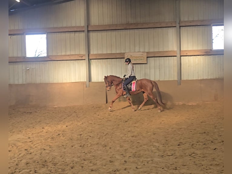 Deutsches Reitpony Stute 9 Jahre 147 cm Fuchs in Mülheim an der Ruhr