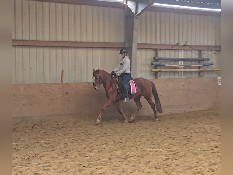 Deutsches Reitpony Stute 9 Jahre 147 cm Fuchs in Mülheim an der Ruhr