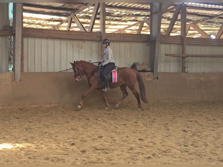 Deutsches Reitpony Stute 9 Jahre 147 cm Fuchs in Mülheim an der Ruhr