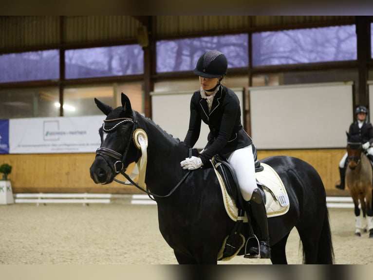 Deutsches Reitpony Stute 9 Jahre 147 cm Rappe in Schenefeld