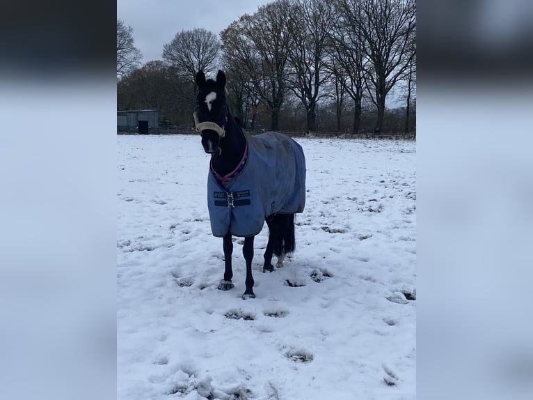 Deutsches Reitpony Stute 9 Jahre 147 cm Rappe in Schenefeld