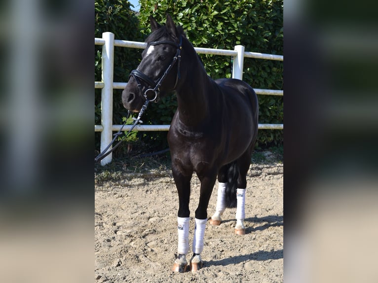 Deutsches Reitpony Stute 9 Jahre 147 cm Rappe in Erftstadt
