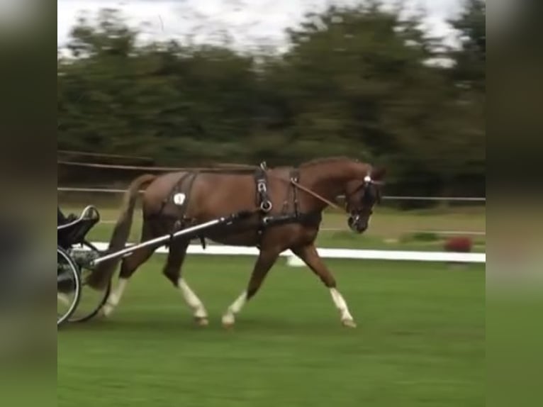 Deutsches Reitpony Stute 9 Jahre 147 cm Roan-Red in Würzburg