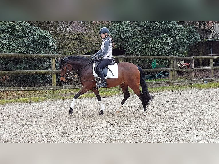 Deutsches Reitpony Stute 9 Jahre 148 cm Brauner in Haltern am See