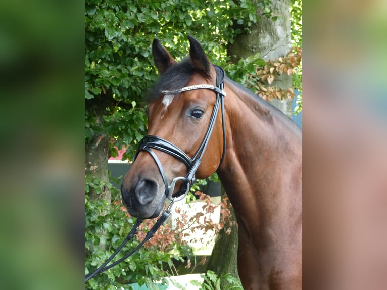 Deutsches Reitpony Stute 9 Jahre 148 cm Brauner in Haltern am See