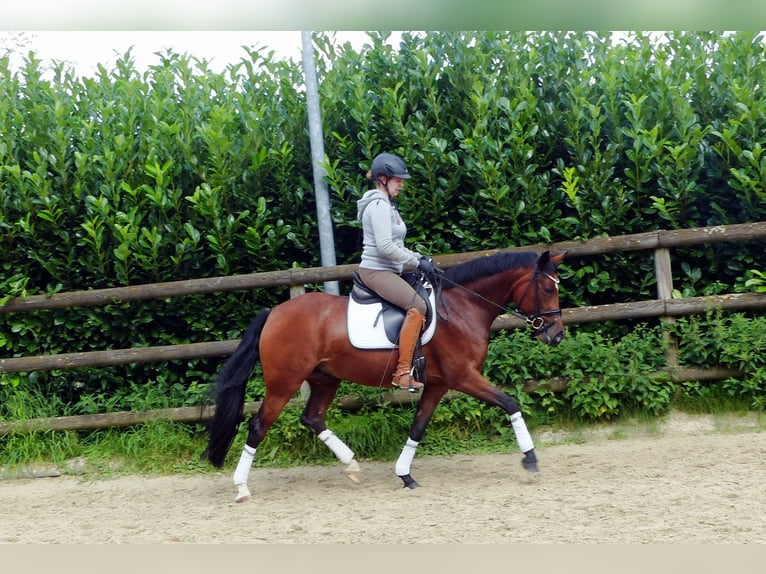 Deutsches Reitpony Stute 9 Jahre 148 cm Brauner in Haltern am See