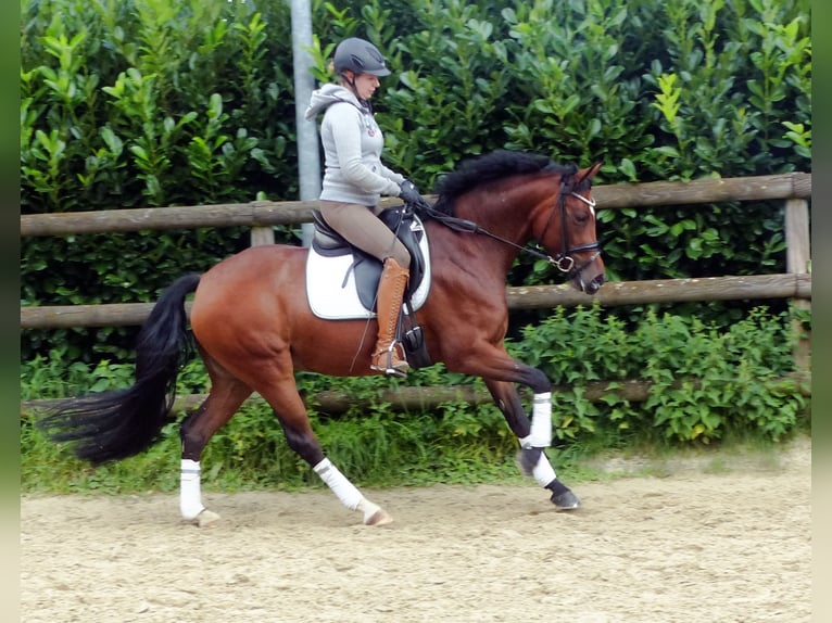 Deutsches Reitpony Stute 9 Jahre 148 cm Brauner in Haltern am See