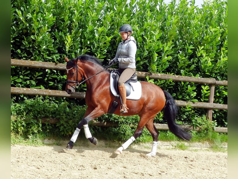 Deutsches Reitpony Stute 9 Jahre 148 cm Brauner in Haltern am See