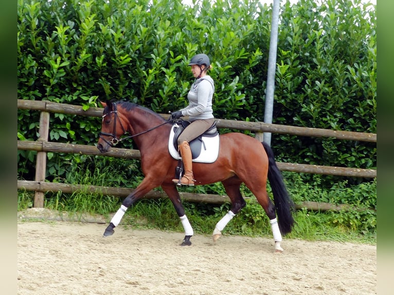 Deutsches Reitpony Stute 9 Jahre 148 cm Brauner in Haltern am See