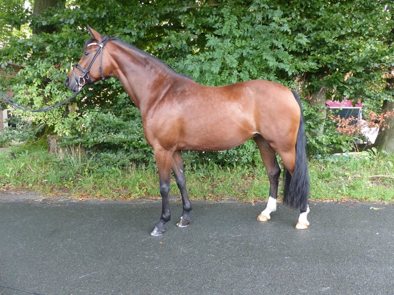 Deutsches Reitpony Stute 9 Jahre 148 cm Brauner in Haltern am See