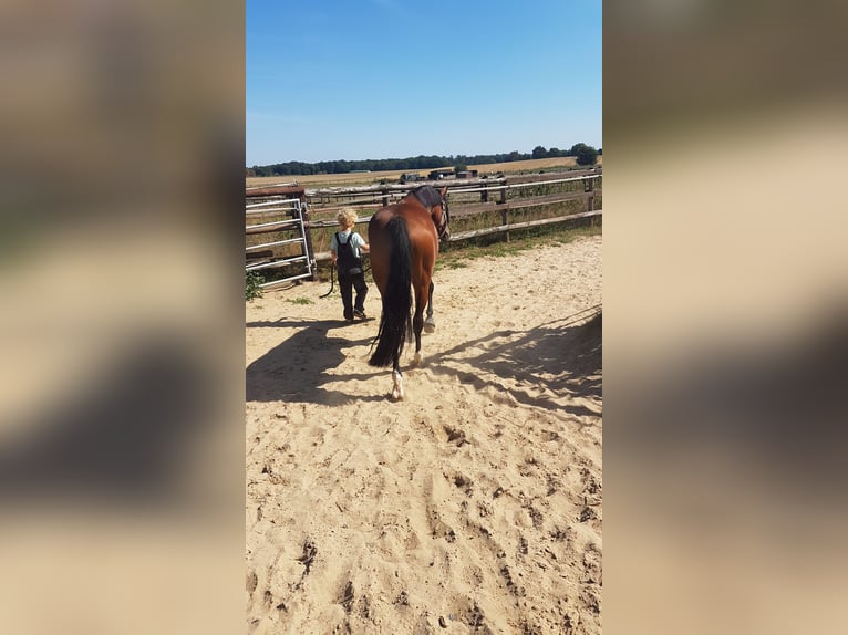 Deutsches Reitpony Stute 9 Jahre 148 cm Brauner in Haltern am See
