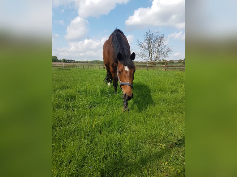 Deutsches Reitpony Stute 9 Jahre 148 cm Brauner in Haltern am See