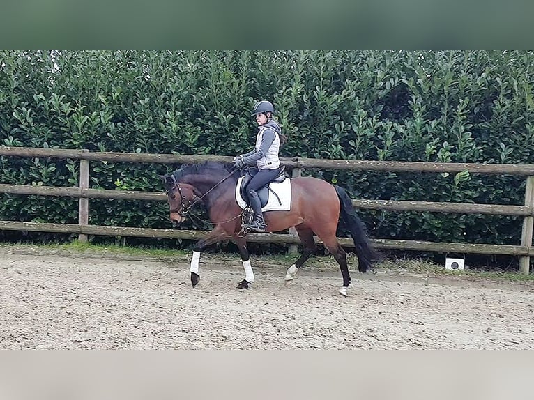 Deutsches Reitpony Stute 9 Jahre 148 cm Brauner in Haltern am See