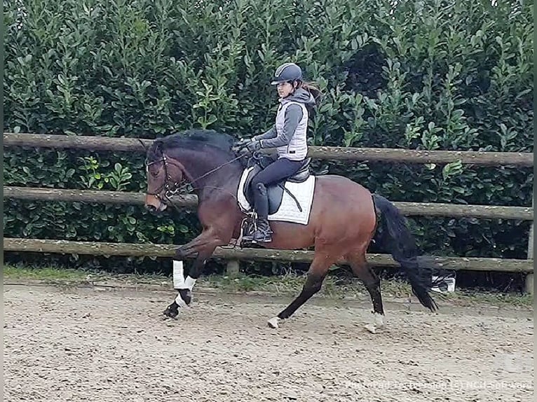 Deutsches Reitpony Stute 9 Jahre 148 cm Brauner in Haltern am See