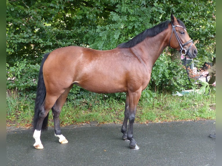 Deutsches Reitpony Stute 9 Jahre 148 cm Brauner in Haltern am See