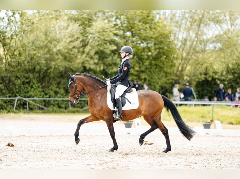 Deutsches Reitpony Stute 9 Jahre 148 cm Brauner in Wiesbaum