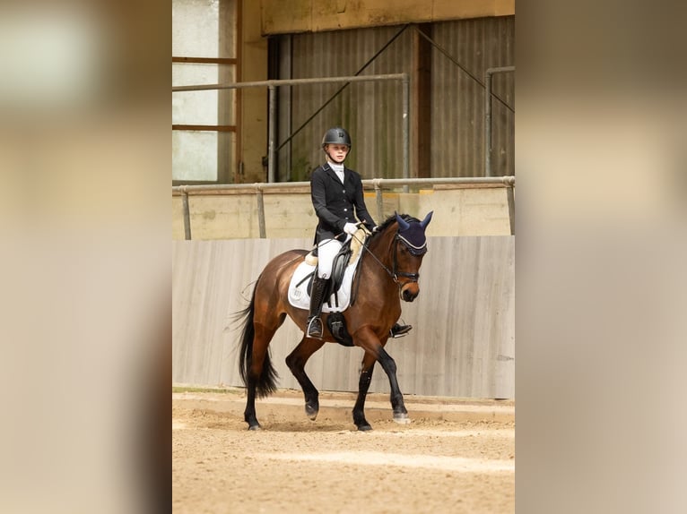 Deutsches Reitpony Stute 9 Jahre 148 cm Brauner in Wiesbaum