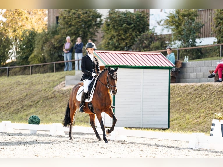 Deutsches Reitpony Stute 9 Jahre 148 cm Brauner in Wiesbaum