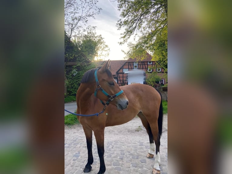 Deutsches Reitpony Stute 9 Jahre 148 cm Brauner in Uetze