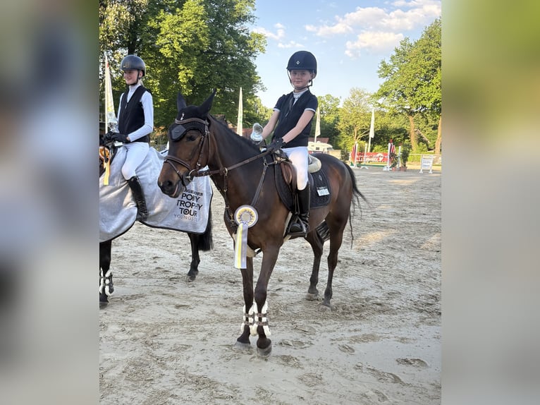 Deutsches Reitpony Stute 9 Jahre 148 cm Brauner in Nordkirchen