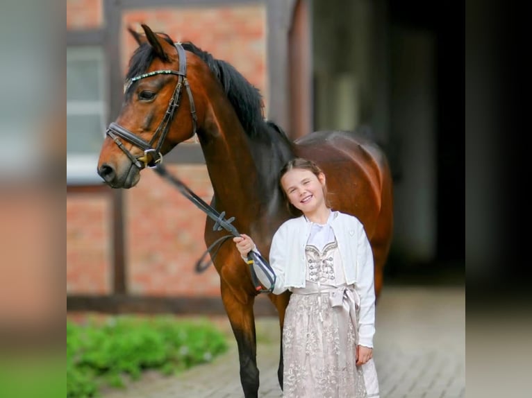 Deutsches Reitpony Stute 9 Jahre 148 cm Brauner in Nordkirchen