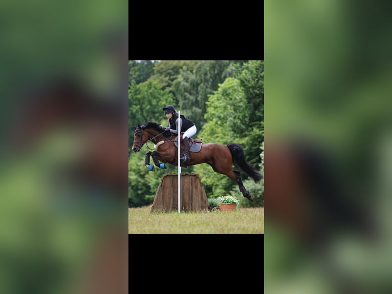 Deutsches Reitpony Stute 9 Jahre 148 cm Brauner in Kiel