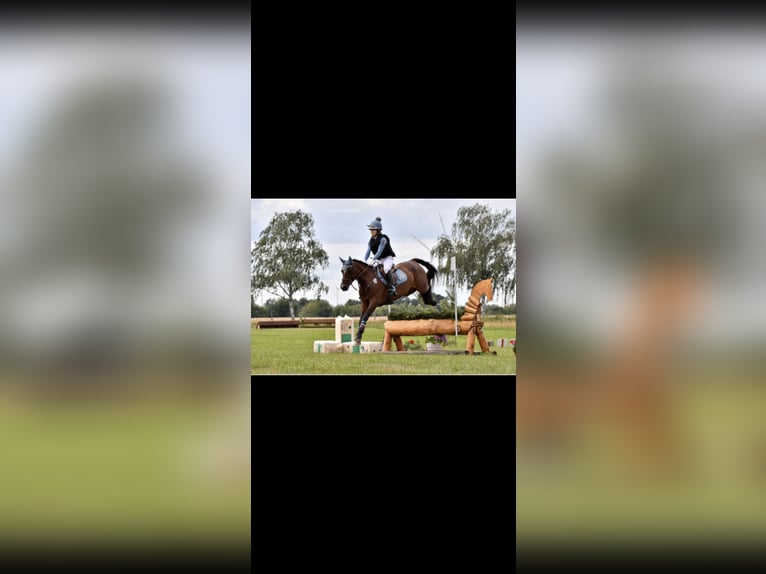 Deutsches Reitpony Stute 9 Jahre 148 cm Brauner in Kiel