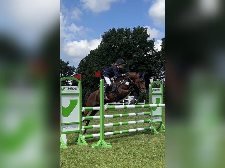 Deutsches Reitpony Stute 9 Jahre 148 cm Brauner in Kiel