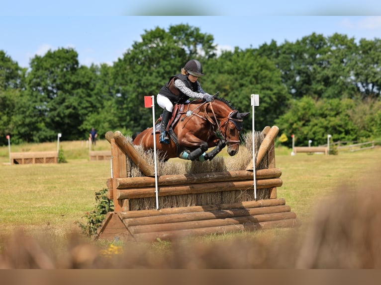 Deutsches Reitpony Stute 9 Jahre 148 cm Brauner in Kiel