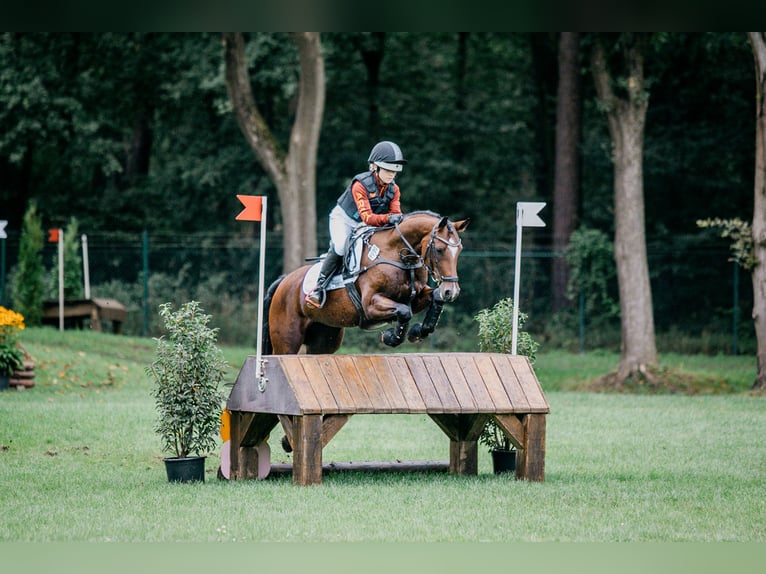 Deutsches Reitpony Stute 9 Jahre 148 cm Brauner in Kiel