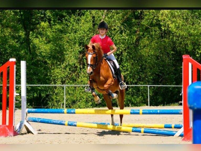 Deutsches Reitpony Stute 9 Jahre 148 cm in Lippetal