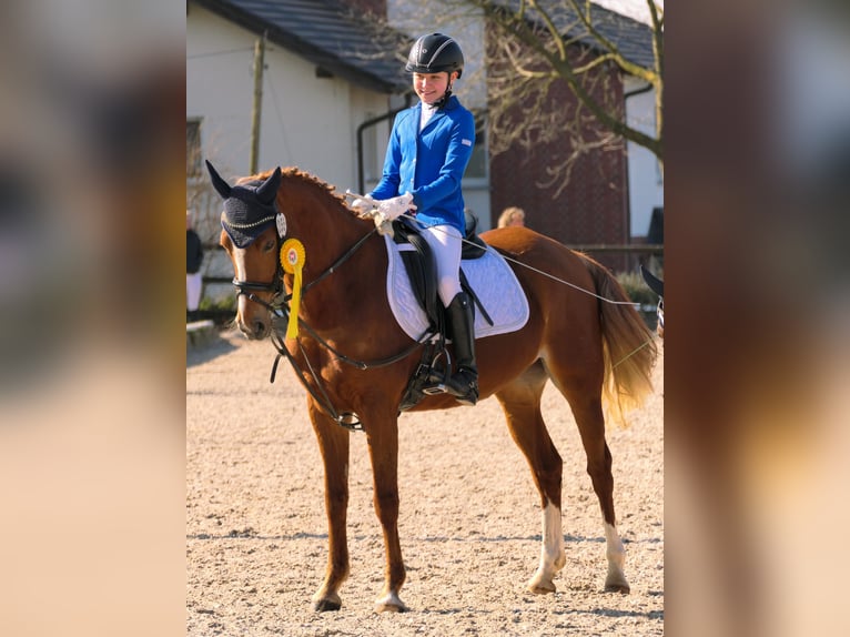 Deutsches Reitpony Stute 9 Jahre 148 cm in Lippetal