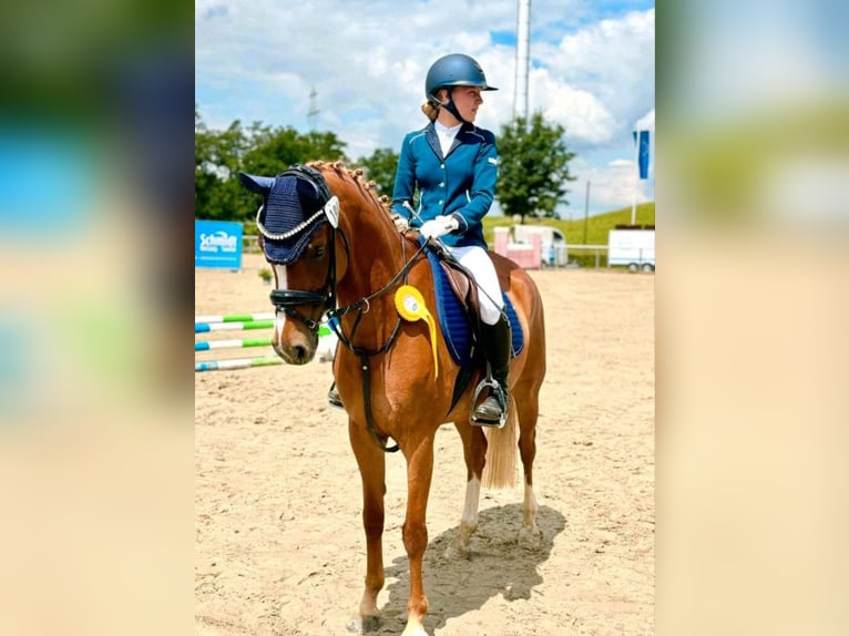 Deutsches Reitpony Stute 9 Jahre 148 cm in Lippetal