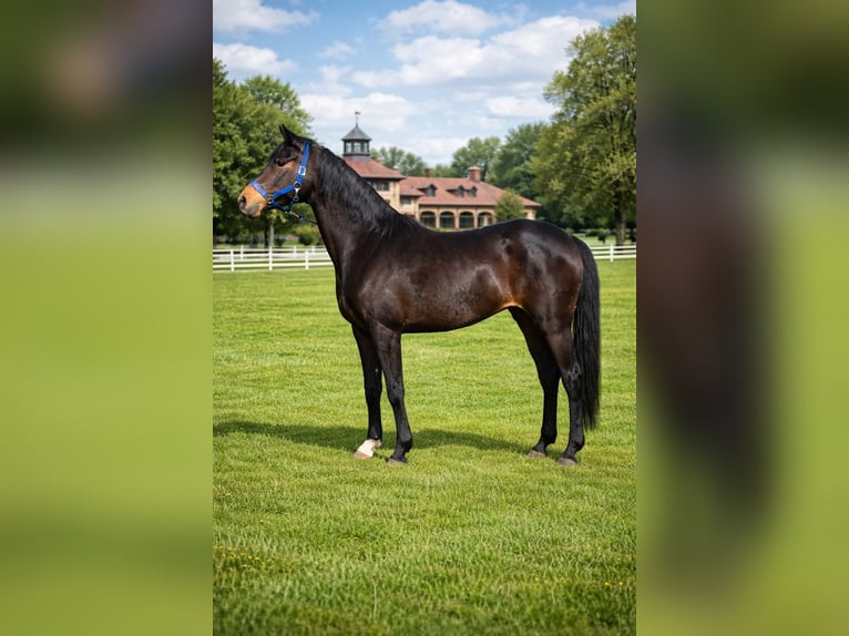Deutsches Reitpony Stute 9 Jahre 148 cm Dunkelbrauner in Vienenburg