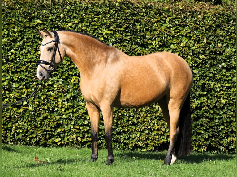 Deutsches Reitpony Stute 9 Jahre 148 cm Falbe in Rehburg-Loccum Münchehagen