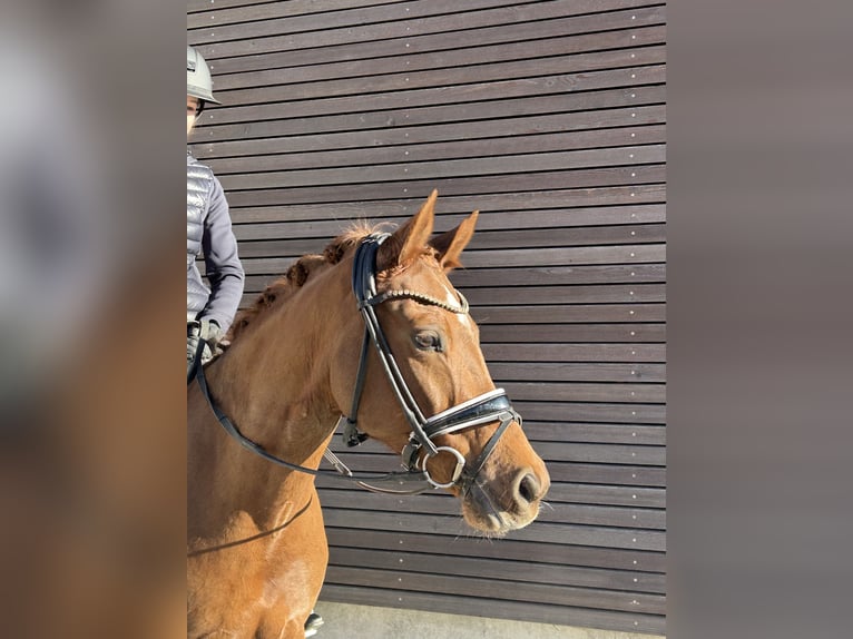 Deutsches Reitpony Stute 9 Jahre 148 cm Fuchs in Boll
