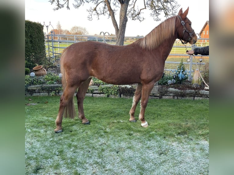 Deutsches Reitpony Stute 9 Jahre 148 cm Fuchs in Stadthagen