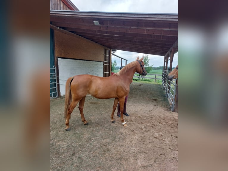 Deutsches Reitpony Stute 9 Jahre 148 cm Fuchs in Stadthagen