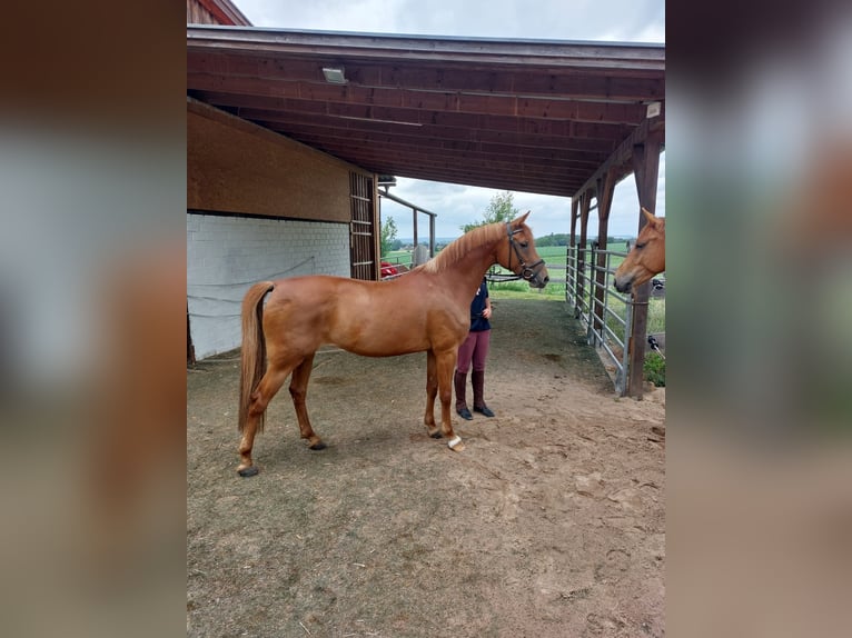 Deutsches Reitpony Stute 9 Jahre 148 cm Fuchs in Stadthagen