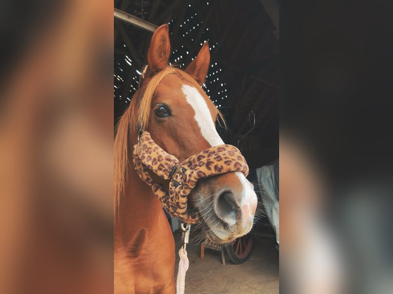 Deutsches Reitpony Stute 9 Jahre 148 cm Fuchs in Saerbeck
