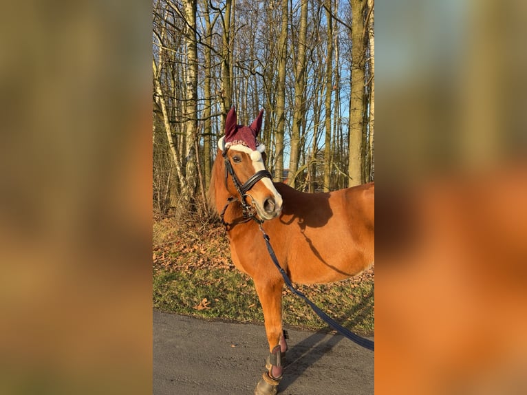 Deutsches Reitpony Stute 9 Jahre 148 cm Fuchs in Saerbeck