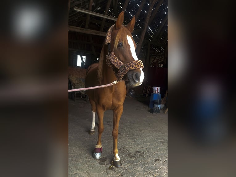 Deutsches Reitpony Stute 9 Jahre 148 cm Fuchs in Saerbeck