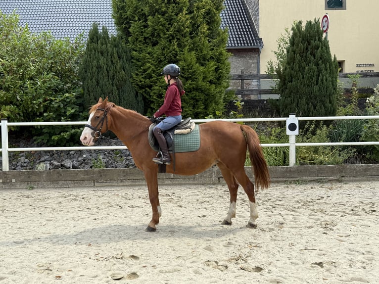 Deutsches Reitpony Stute 9 Jahre 148 cm Fuchs in Brilon