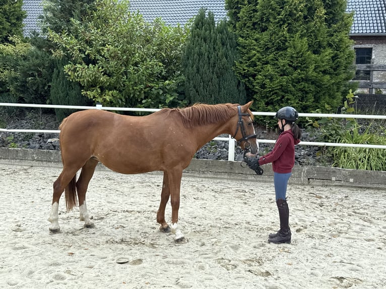 Deutsches Reitpony Stute 9 Jahre 148 cm Fuchs in Brilon