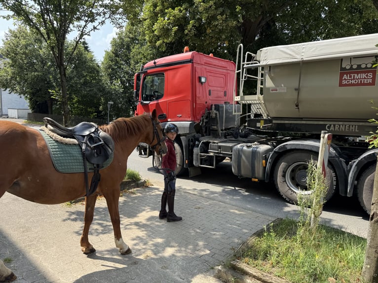 Deutsches Reitpony Stute 9 Jahre 148 cm Fuchs in Brilon