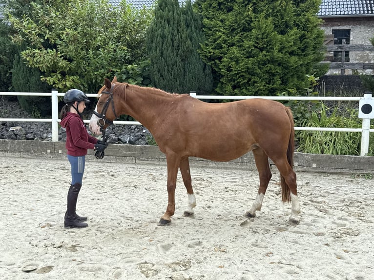 Deutsches Reitpony Stute 9 Jahre 148 cm Fuchs in Brilon