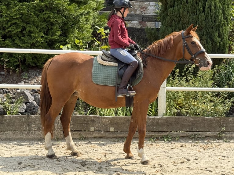 Deutsches Reitpony Stute 9 Jahre 148 cm Fuchs in Brilon