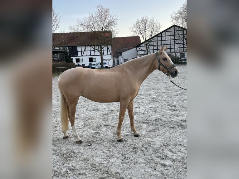 Deutsches Reitpony Stute 9 Jahre 148 cm Palomino in Vellmar